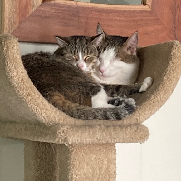 Meet your Posher, Carmen - Picture 2 of 3